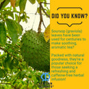 Soursop Leaf