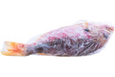 Red Snapper Fish