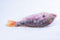 Red Snapper Fish