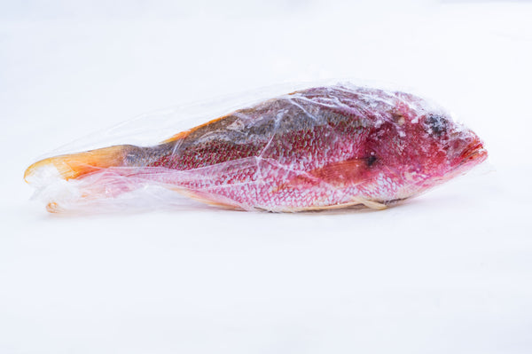 Red Snapper Fish