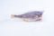 Croaker Fish