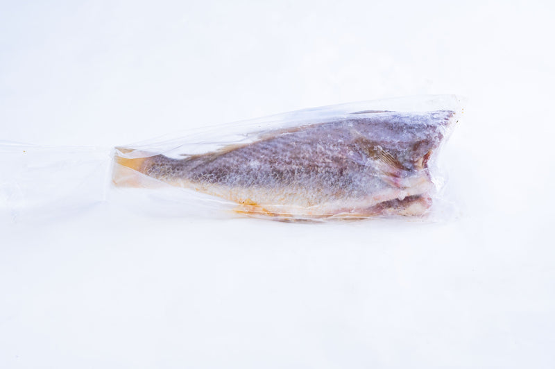 Croaker Fish