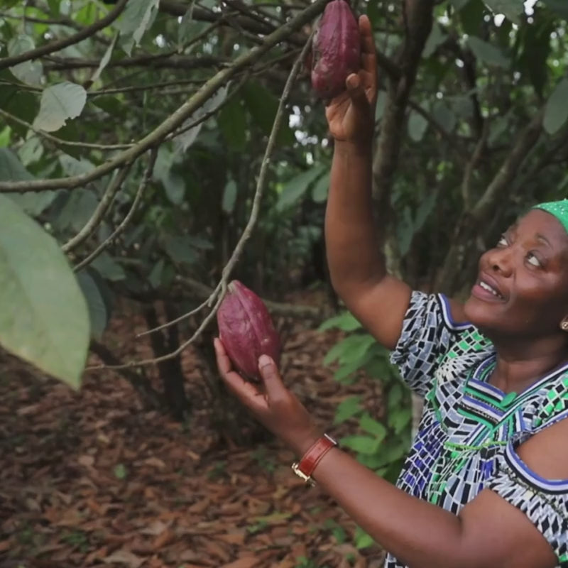 Kingsbite Milk Chocolate Bar Ghana ethically sourced fair trade african cocoa cacao west africa cocoa industry